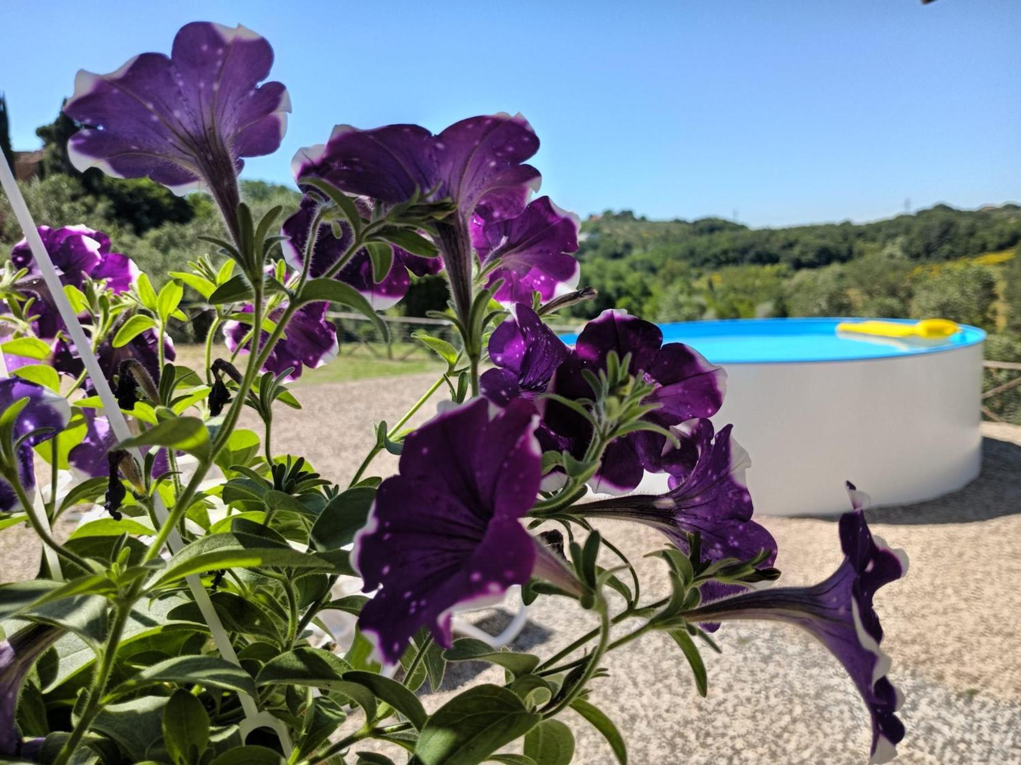 Villa Degli Olivi Nature Siena Buitenkant foto